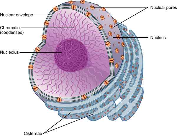 Unterschied zwischen Nucleus und Nucleolus