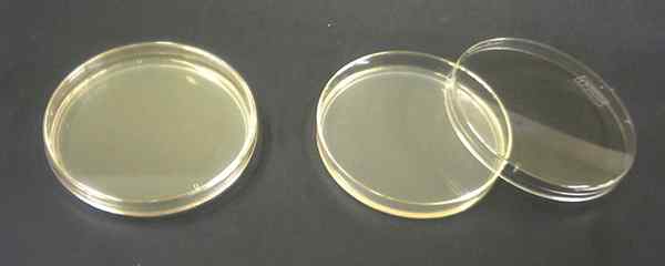 Différence entre l'agar nutritive et le bouillon de nutriments