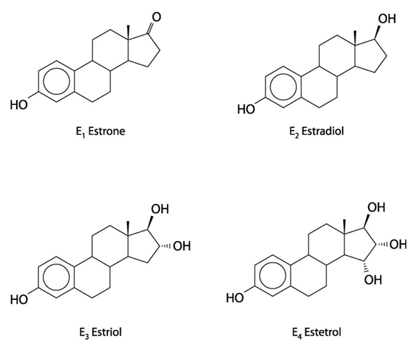 Différence entre œstrogènes et progestérone