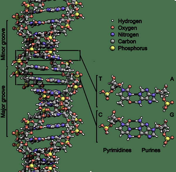 Différence entre l'oligonucléotide et le polynucléotide