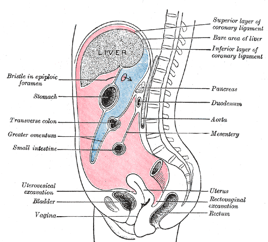 Perbezaan antara omentum dan mesentery