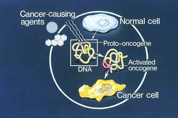 Perbedaan antara onkogen dan gen penekan tumor