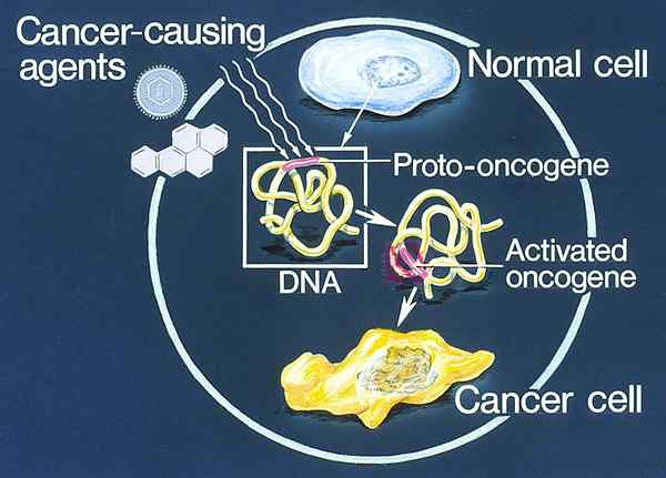 Différence entre oncogène et proto oncogènes