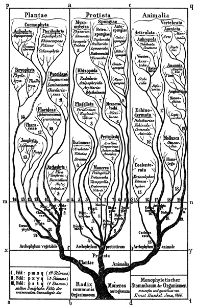 Perbezaan antara ontogeny dan phylogeny