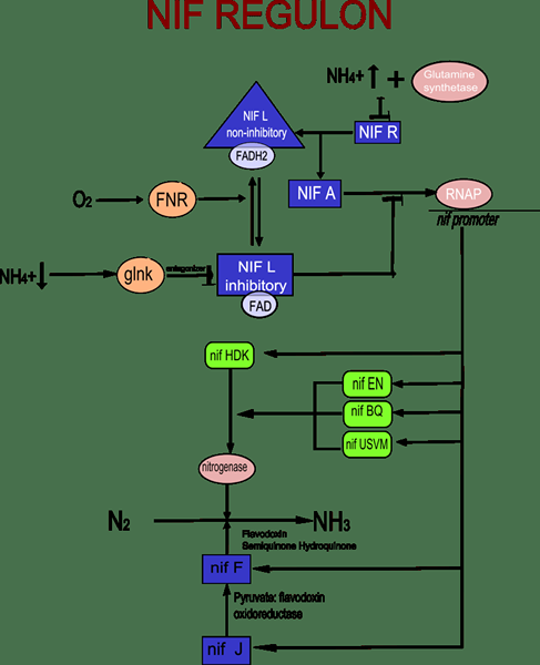 Diferencia entre Operon y Regulon