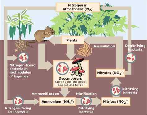 Perbezaan antara nitrogen organik dan bukan organik