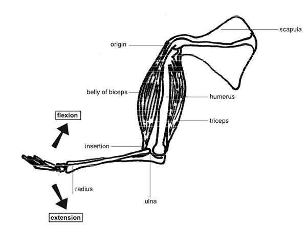 Différence entre l'origine et l'insertion