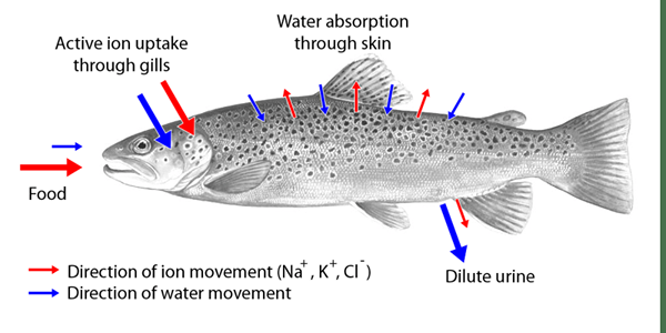 Différence entre les osmulateurs et les osmoconformers