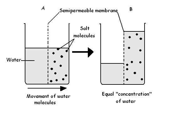 Unterschied zwischen Osmose und Diffusion in der Biologie