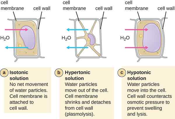 Différence entre l'osmose et le plasmolyse