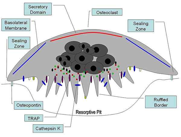 Diferencia entre osteoblastos y osteoclastos