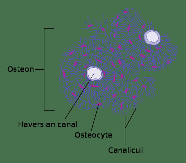 Différence entre les ostéoblastes et les ostéocytes