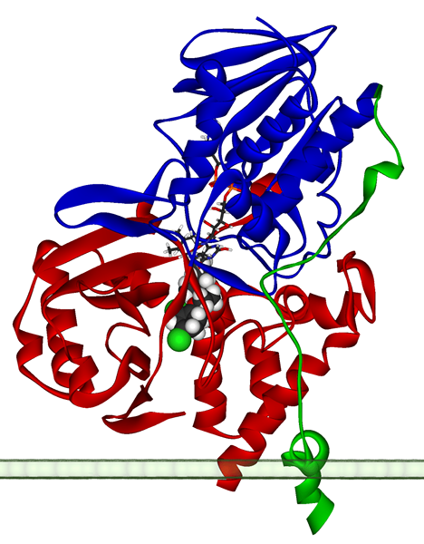 Différence entre les oxydases et les oxygénases