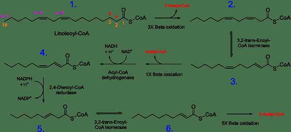 Différence entre l'oxydation et la fermentation