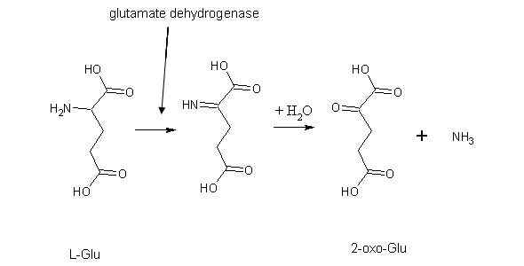 Diferencia entre la desaminación oxidativa y no oxidativa