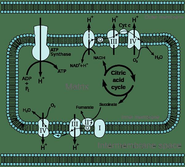 Perbezaan antara fosforilasi oksidatif dan photophosphorylation