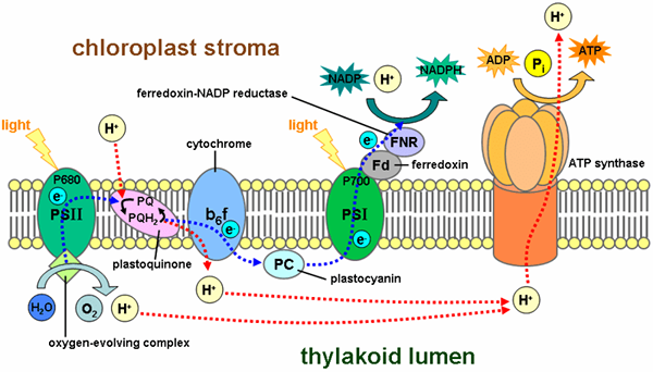 Différence entre la photosynthèse oxygénique et anoxygénique