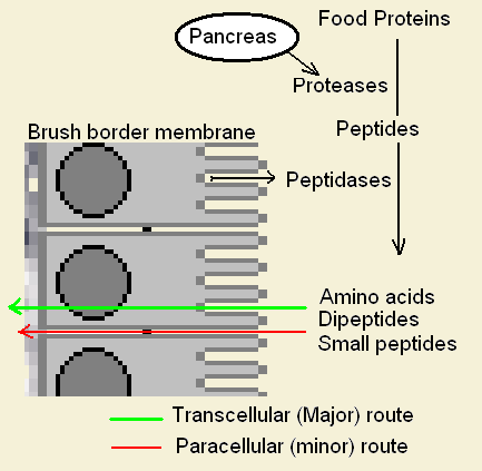 Différence entre la diffusion paracellulaire et transcellulaire