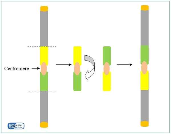 Différence entre l'inversion paracentrique et péricentrique