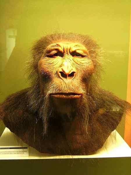 Diferencia entre Paranthropus y Australopithecus