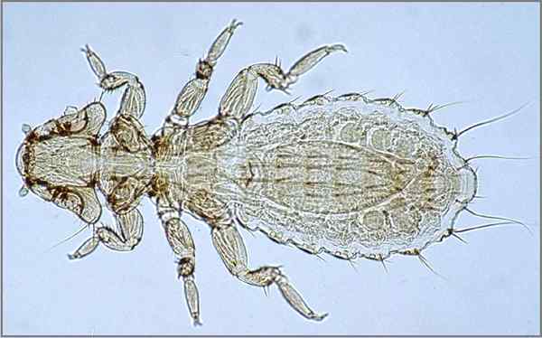 Unterschied zwischen Parasiten und Bakterien