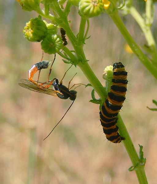 Perbedaan antara parasit dan parasitoid