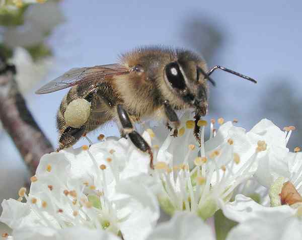 Unterschied zwischen Parthenogenese und Hermaphroditismus