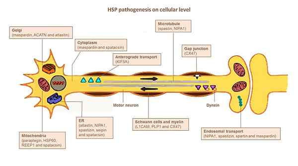 Perbezaan antara patofisiologi dan patogenesis