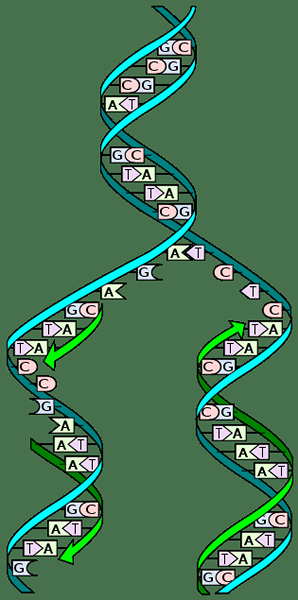 Unterschied zwischen PCR und DNA -Replikation