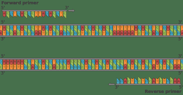 Différence entre les amorces de PCR et les amorces de séquençage