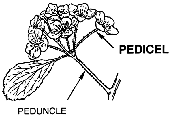 Unterschied zwischen Pedicel und Stiel