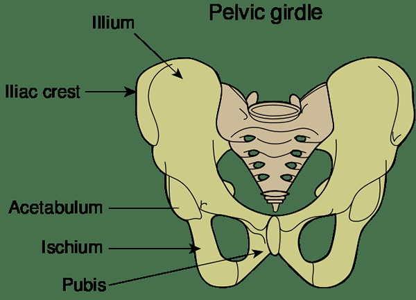 Différence entre le bassin et la ceinture pelvienne