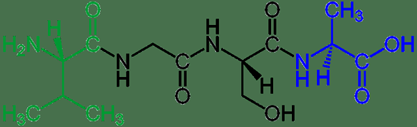 Différence entre peptide et dipeptide