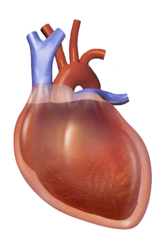 Unterschied zwischen Perikardguss und Herztamponade