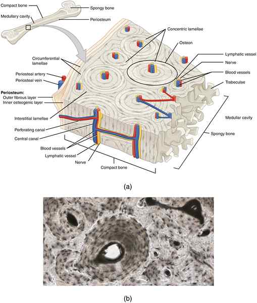 Perbezaan antara perichondrium dan periosteum