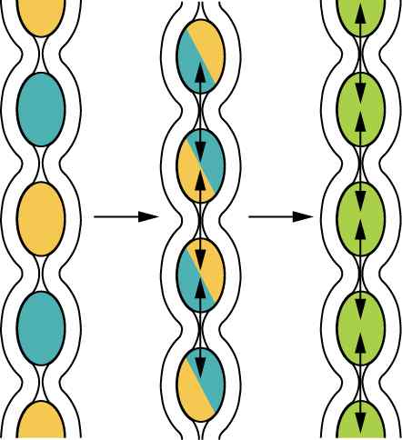 Diferencia entre peristalsis y segmentación