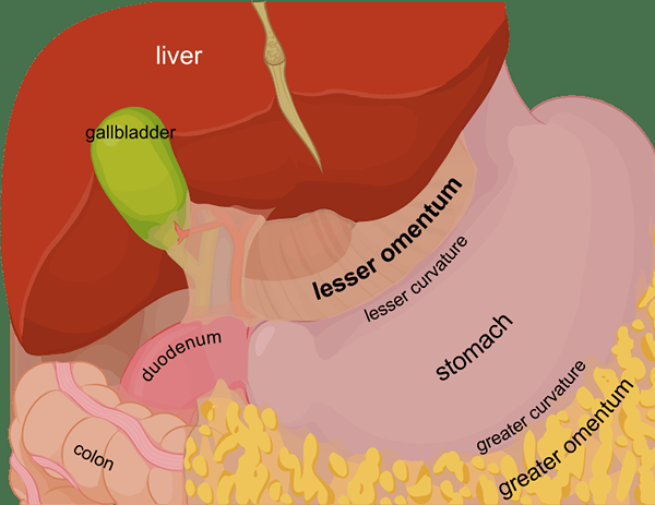 Perbezaan antara peritoneum dan omentum