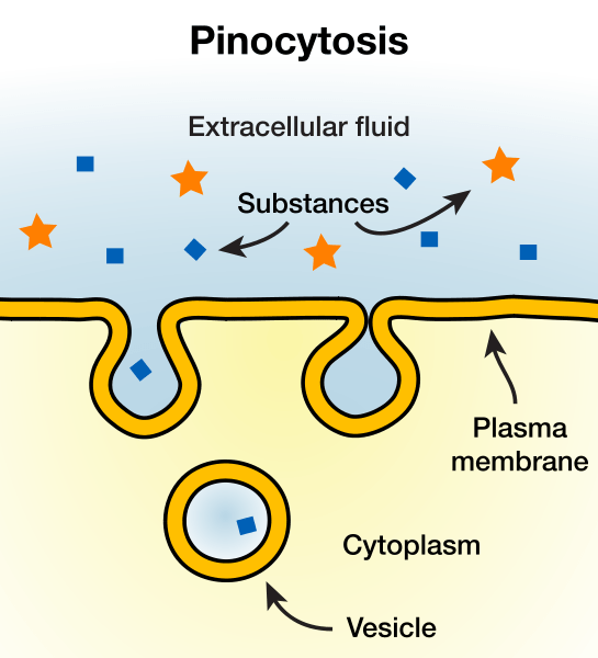 Diferencia entre fagocitosis y pinocitosis