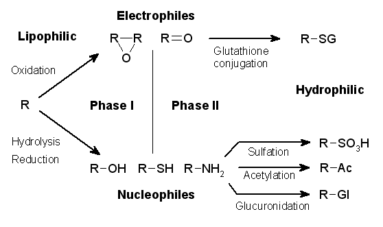 Différence entre le métabolisme de phase I et de phase II