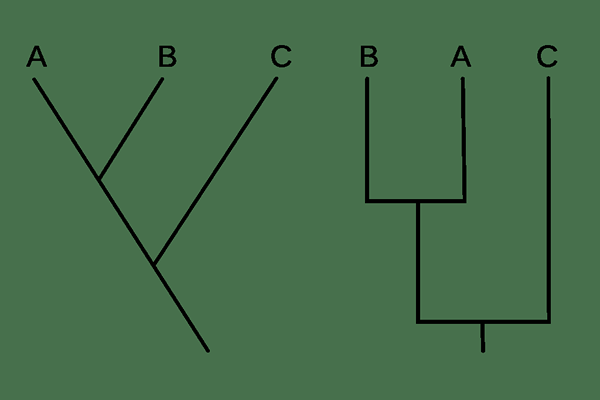 Différence entre la phénétique et la cladistic