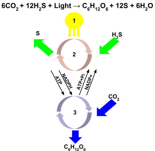 Différence entre la réaction photochimique et thermique