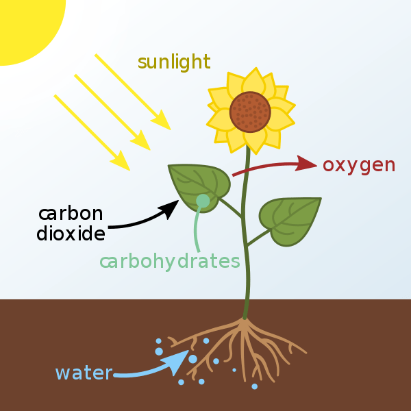 Unterschied zwischen Photosynthese und Zellatmung