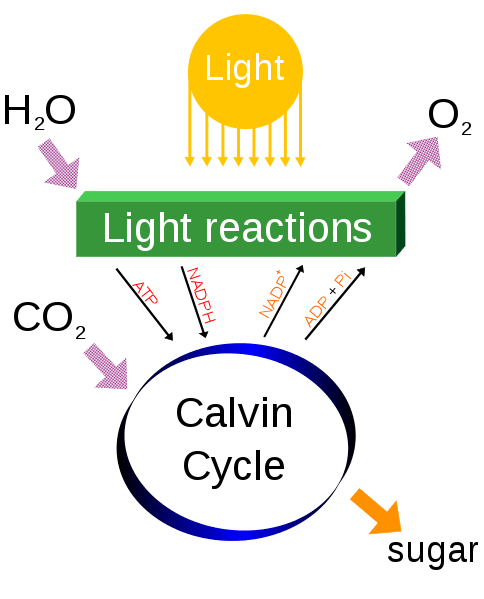 Unterschied zwischen Photosynthese und Chemosynthese