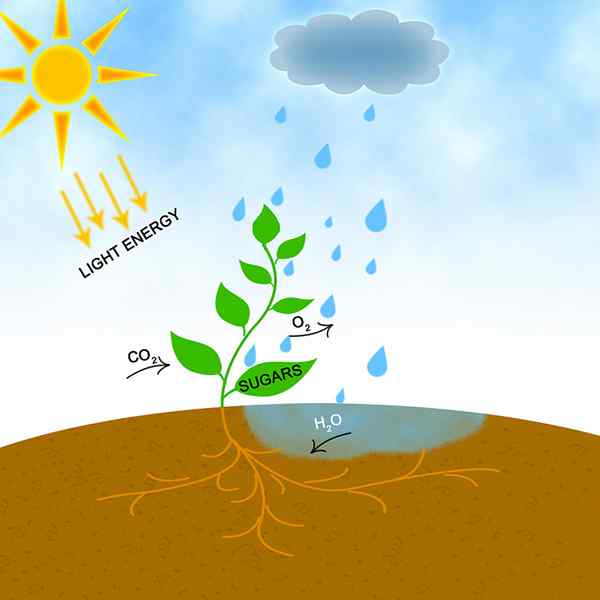 Unterschied zwischen Photosynthese und Photorespiration