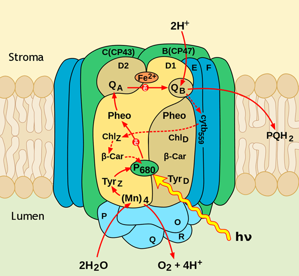 Unterschied zwischen Photosystem 1 und Photosystem 2