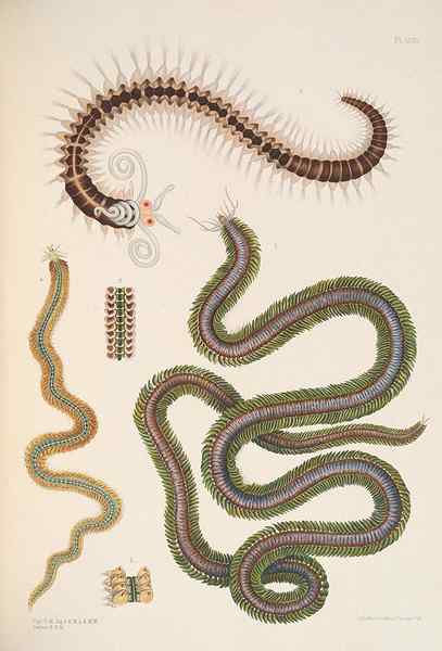 Différence entre le phylum annelida et les échinodermata