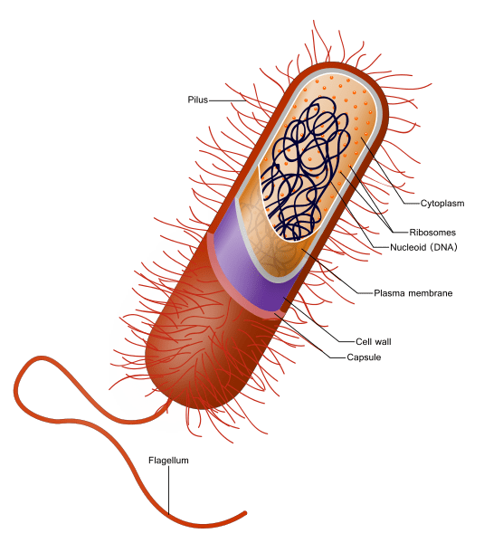 Différence entre pili et flagella