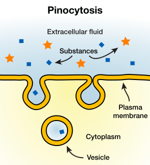 Diferencia entre la pinocitosis y la endocitosis mediada por el receptor