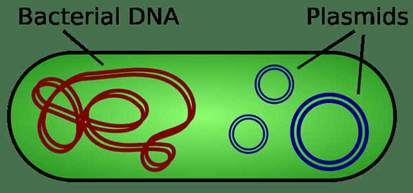 Perbezaan antara plasmid dan kromosom