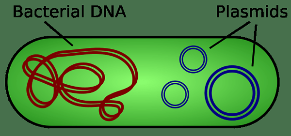 Perbezaan antara plasmid dan kosmid